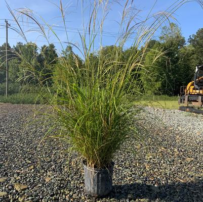 Miscanthus sinensis Adagio