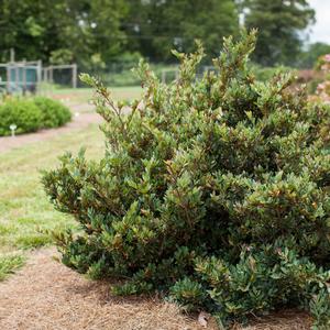 Distylium Coppertone™