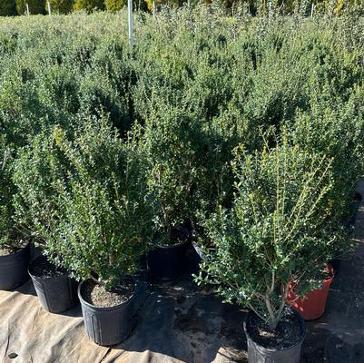 Ilex crenata Steeds