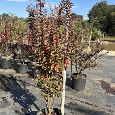 Lagerstroemia indica x fauriei Sioux