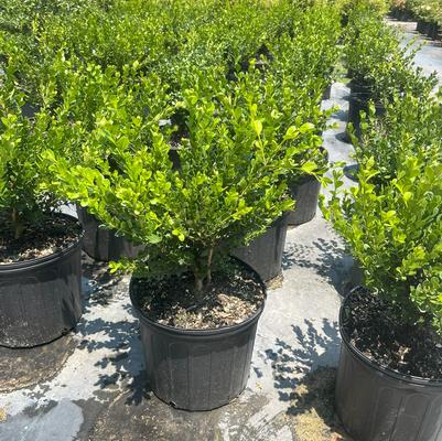 Buxus microphylla japonica Winter Gem