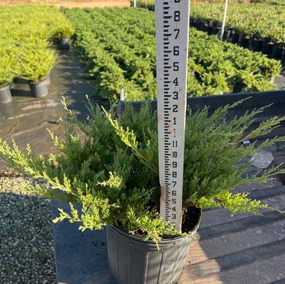 Juniperus horizontalis Plumosa Compacta