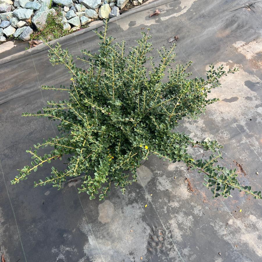 Ilex crenata 'Helleri' - Japanese Holly from Chatham Tree Farm