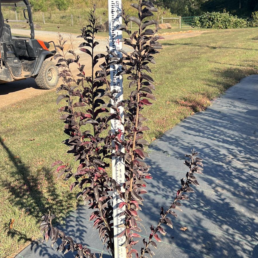 Lagerstroemia Indulgence? 'Vanilla Gelato' - Crape Myrtle from Chatham Tree Farm