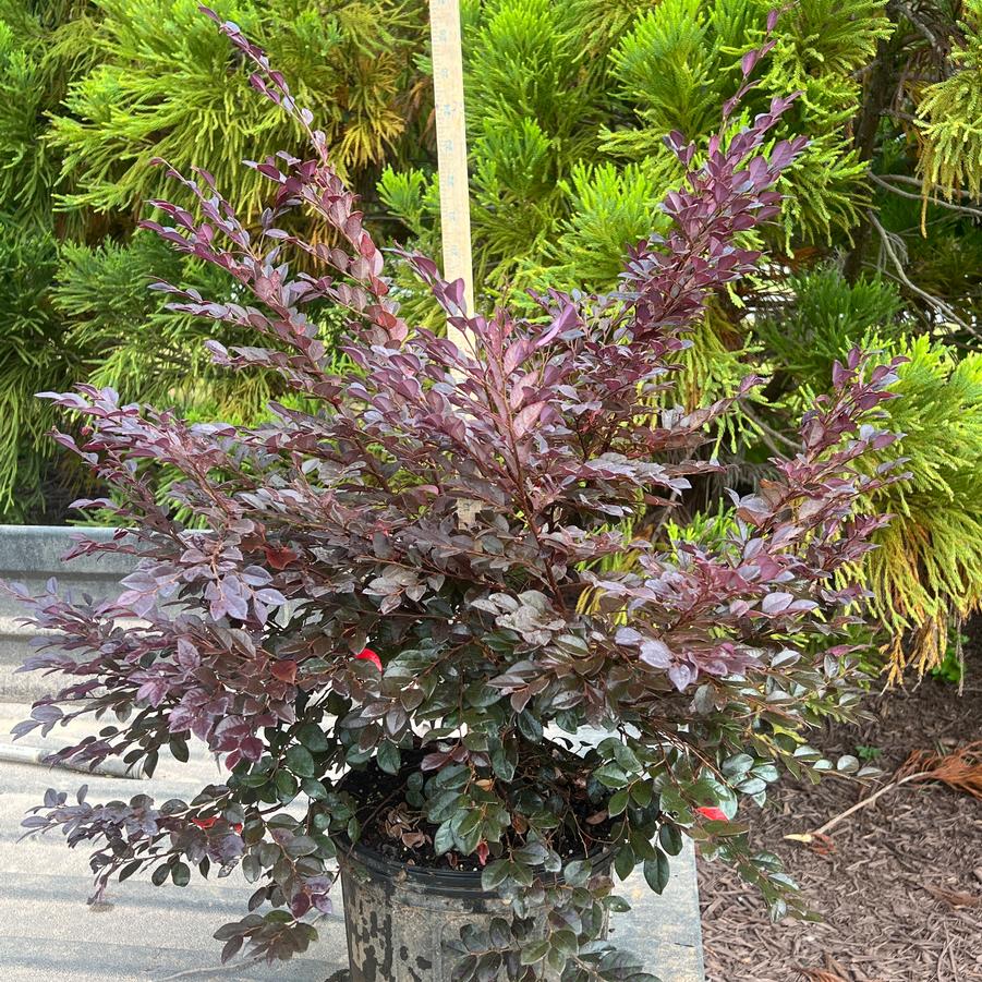 Loropetalum chinense 'Cerise Charm' - Chinense Fringe Flower from Chatham Tree Farm