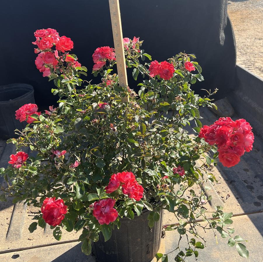 Rosa 'Peach Drift?' - Rose from Chatham Tree Farm