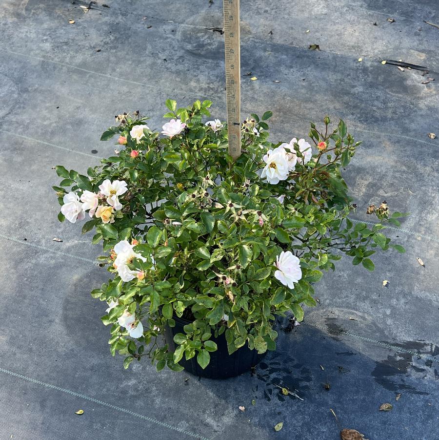 Rosa 'Popcorn Drift?' - Rose from Chatham Tree Farm