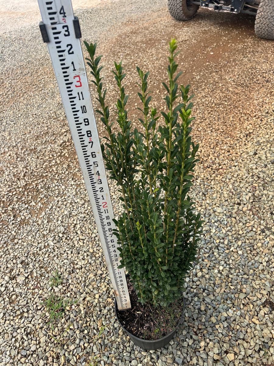 Ilex crenata Sky Pencil