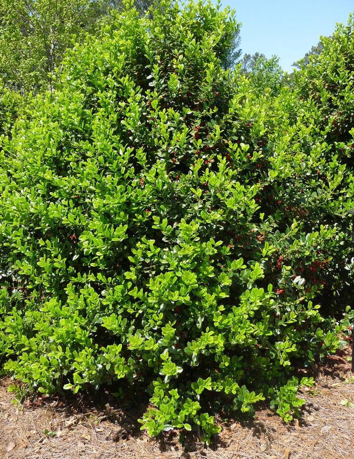 Ilex cornuta Burfordii Nana