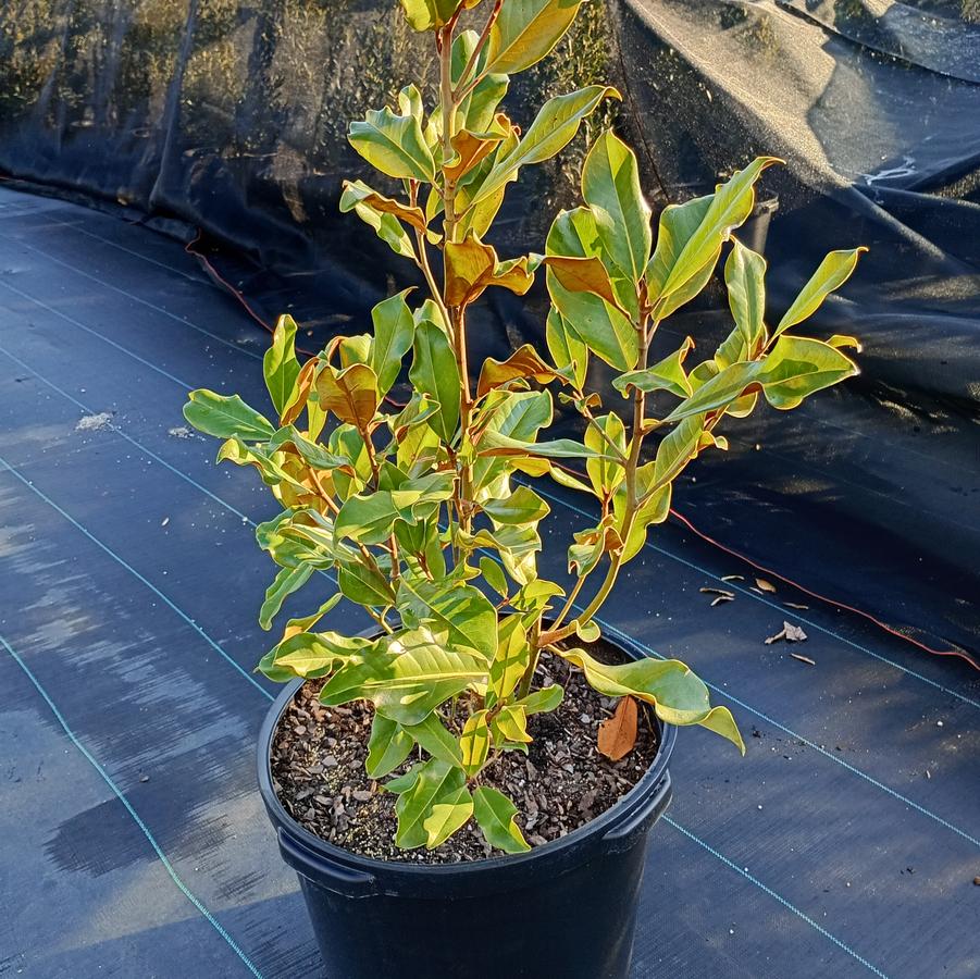 Magnolia grandiflora 'Brackens Brown Beauty' - Southern Magnolia from Chatham Treefarm Acer