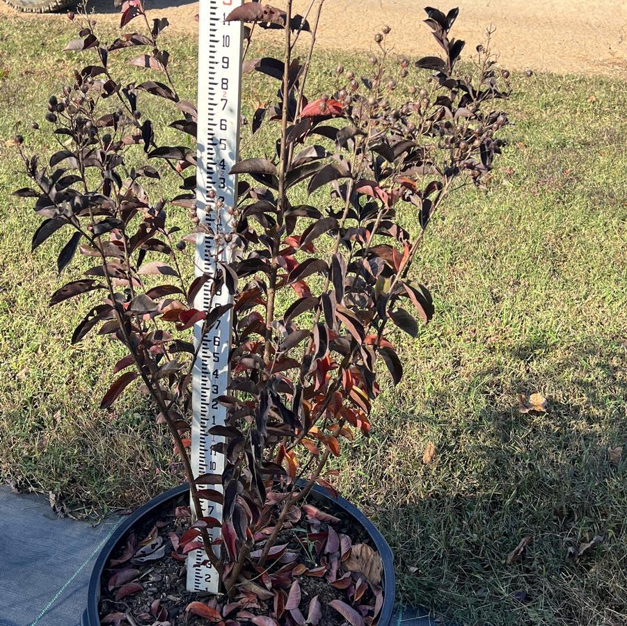 Lagerstroemia 'Moonlight Magic™' - Crapemyrtle from Chatham Tree Farm
