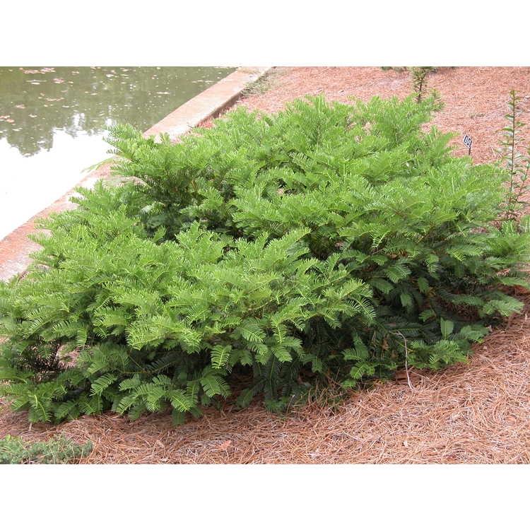 Cephalotaxus harringtonia 'Duke Gardens' - Image from JC Raulston Arboretum, CC BY 2.0